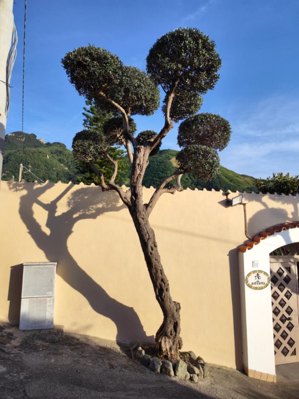 Villa Antonietta Ischia Exteriér fotografie